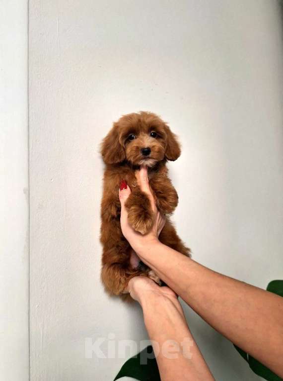 Собаки в Новосибирске: Щенки пуделя, мальтипу Разнополые, Бесплатно - фото 9