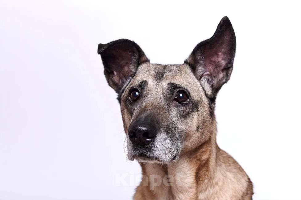 Собаки в Москве: Джулия Девочка, Бесплатно - фото 3