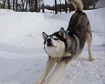 Собаки в Королеве: Хаски Зевс ищет родителей Мальчик, Бесплатно - фото 3
