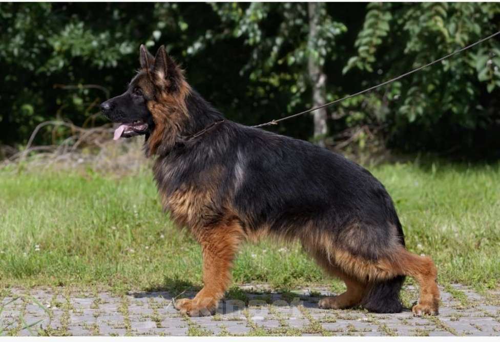 Собаки в Челябинске: Длинношёрстный кобель 1 год Мальчик, Бесплатно - фото 2