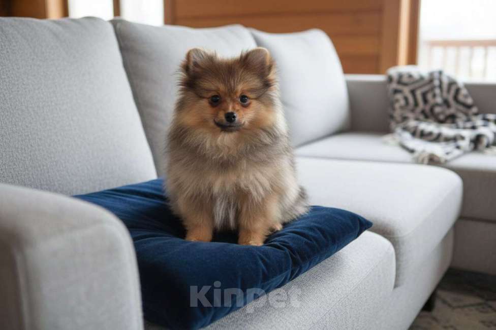 Собаки в Раменском: Девочка шпица Девочка, 40 000 руб. - фото 3