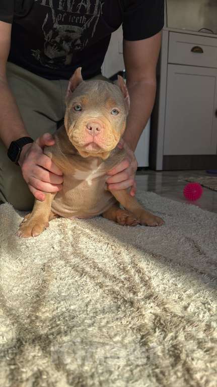 Собаки в Сочи: Мальчик триколор Мальчик, Бесплатно - фото 2