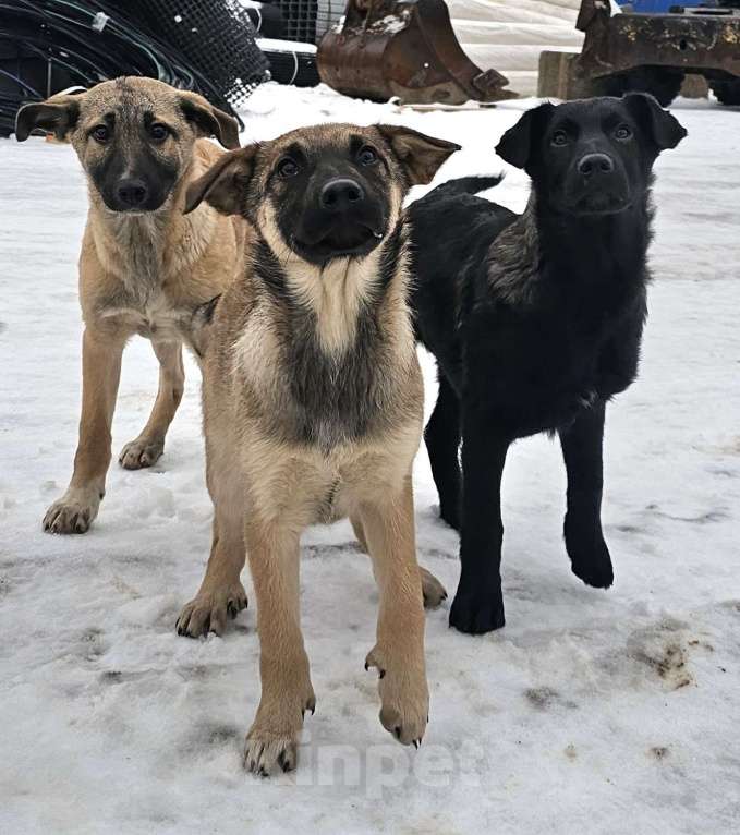 Собаки в Москве: щенку Лаки нужна семья Мальчик, Бесплатно - фото 3