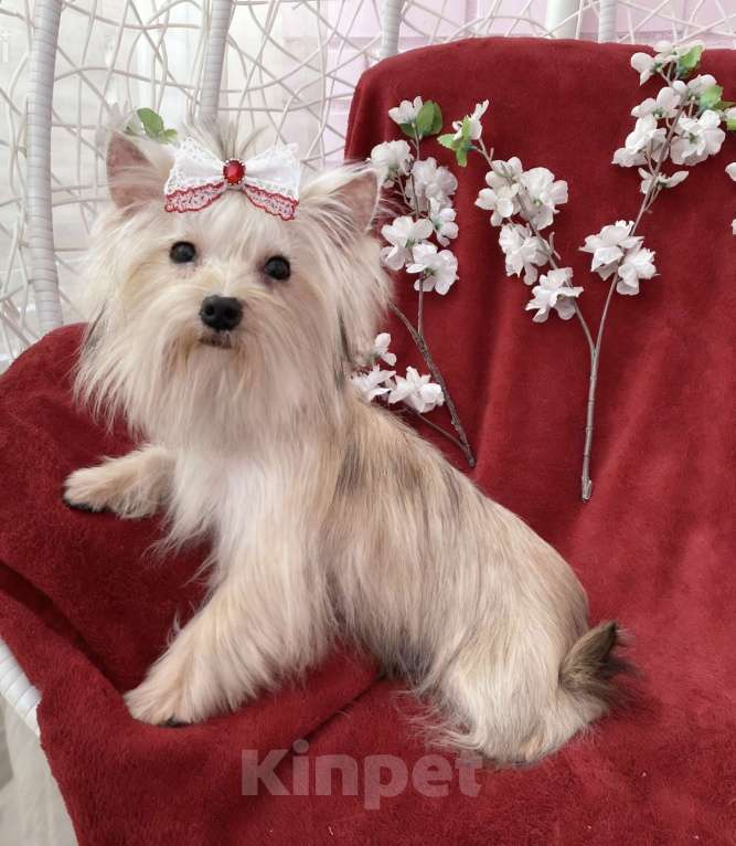 Собаки в Москве: Мини йорк девочка золотая подрощенная Девочка, 80 000 руб. - фото 10