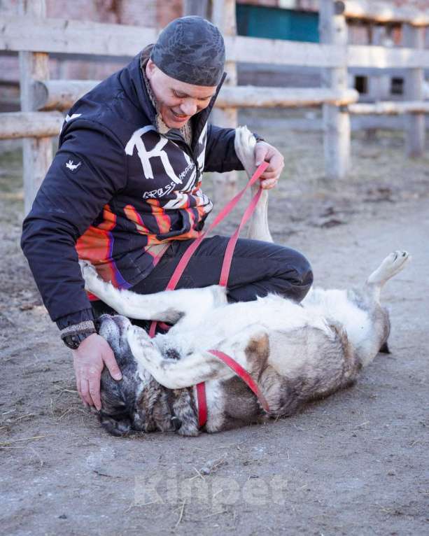 Собаки в Москве: Собака прошедшая СВО и избежавшая усыпления в поисках самого лучшего дома! Девочка, Бесплатно - фото 4