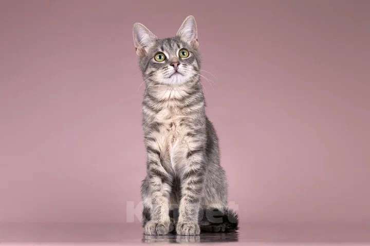 Кошки в Москве: Милая девочка-котенок Маруся в добрые руки Девочка, Бесплатно - фото 4