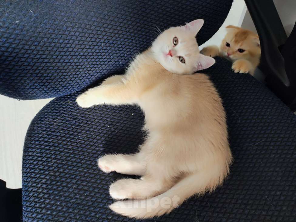 Кошки в Краснодаре: Нежно персиковая Девочка, 4 000 руб. - фото 3