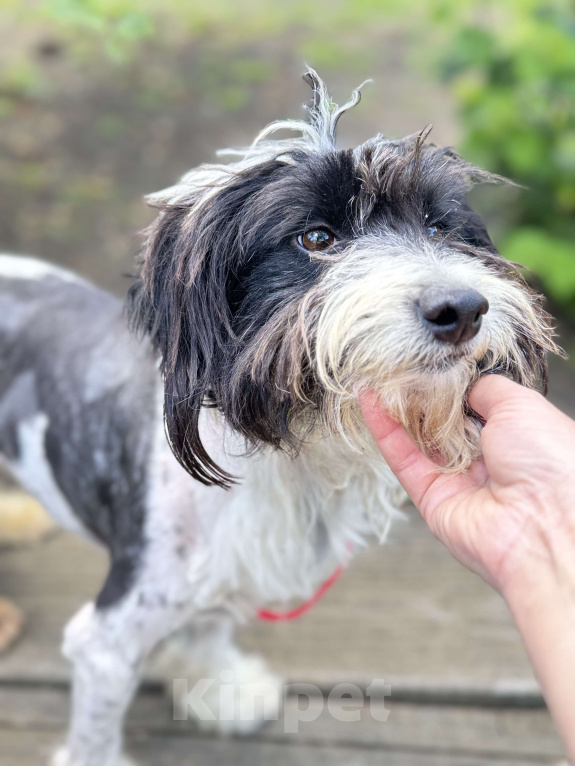 Собаки в Тихорецке: Бимка в добрые руки Мальчик, Бесплатно - фото 2