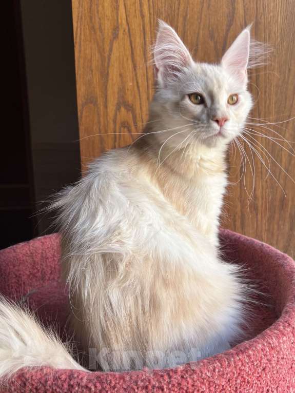 Кошки в Петергофе: Мальчик очень нежного окраса Мальчик, 35 000 руб. - фото 3
