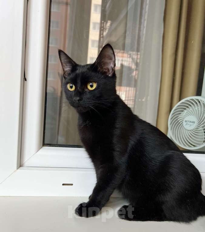 Кошки в Москве: Котенок Марсик источник оптимизма в добрые руки Мальчик, Бесплатно - фото 5