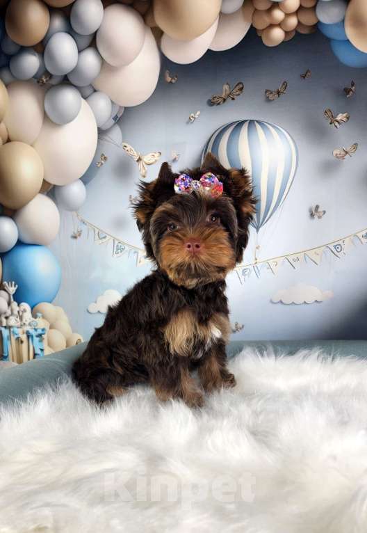 Собаки в Санкт-Петербурге: Девочка куколка Девочка, Бесплатно - фото 2