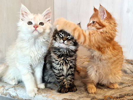 Котята Мейн кун