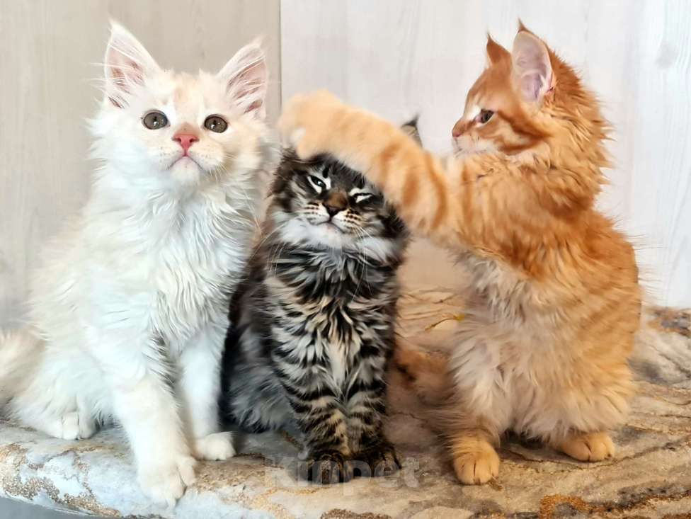 Кошки в других городах Ярославской области: Котята Мейн кун Мальчик, Бесплатно - фото 1