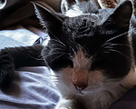 Кошки в Подольске: Бублик Мальчик, 1 руб. - фото 1