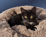 Кошки в Лобне: 🐾 Бумер в поиске дома 🐾 Мальчик, Бесплатно - фото 2