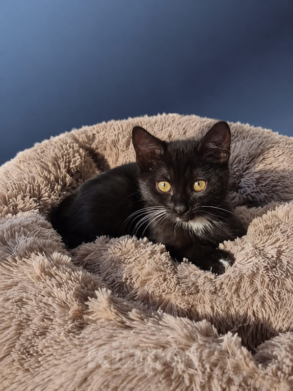 Кошки в Лобне: 🐾 Бумер в поиске дома 🐾 Мальчик, Бесплатно - фото 2