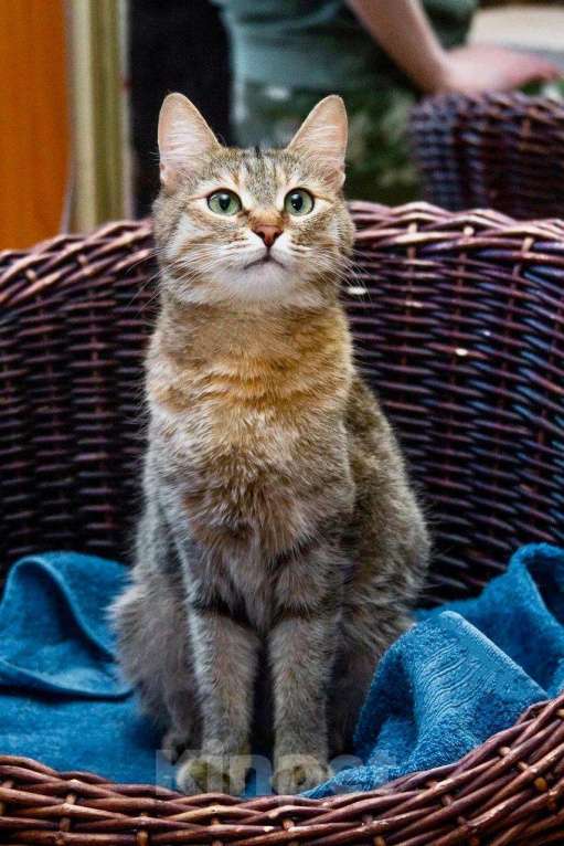 Кошки в Москве: Полосатая кошечка Карамелька в добрые руки Девочка, Бесплатно - фото 7