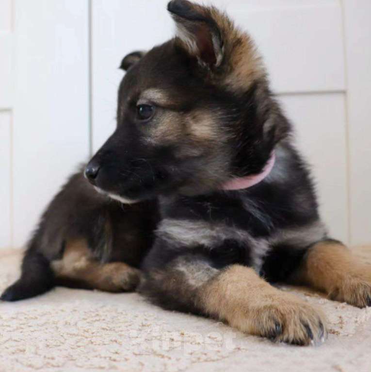 Собаки в Москве: Маленькую Виту выкинули в СНТ Девочка, Бесплатно - фото 4