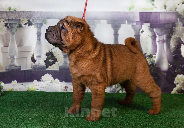 Собаки в Москве: Щенок шарпея Драгон и его однопометники (Москва) Мальчик, 25 000 руб. - фото 4