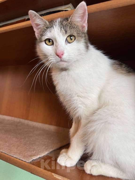 Кошки в Москве: Кошка Лизавета ищет семью Девочка, Бесплатно - фото 9
