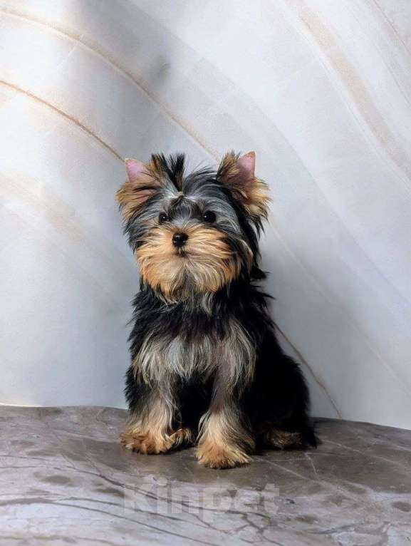 Собаки в Йошкаре-Оле: Миниатюрный красавчик Мальчик, Бесплатно - фото 1