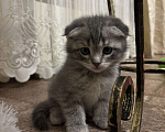 Кошки в Ульяновске: Шотландский котенок  Мальчик, 6 000 руб. - фото 6