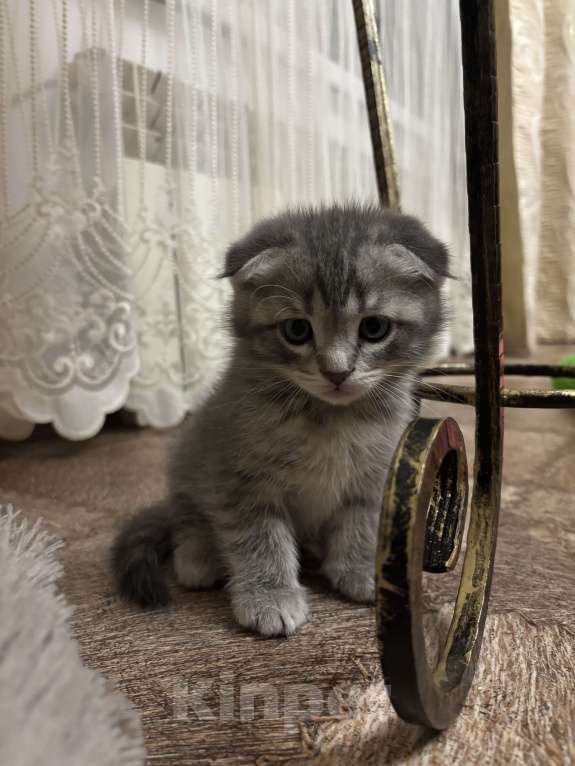 Кошки в Ульяновске: Шотландский котенок  Мальчик, 6 000 руб. - фото 6