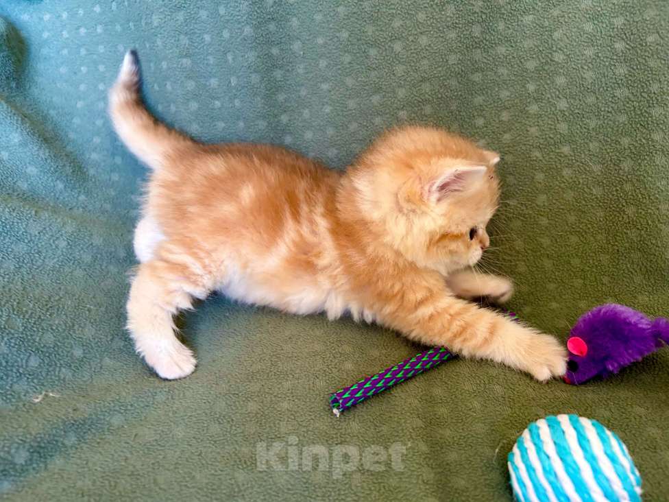 Кошки в Москве: Золотой мраморный шиншилла котик Мальчик, 35 000 руб. - фото 7