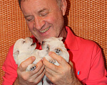 Собаки в Новосибирске: Питомник Форан Элсис. Вест Хайленд Вайт Терьер, 40 000 руб. - фото 8