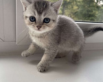 Кошки в Люберцах: Продам котяток -мраморный британец , 4 000 руб. - фото 3