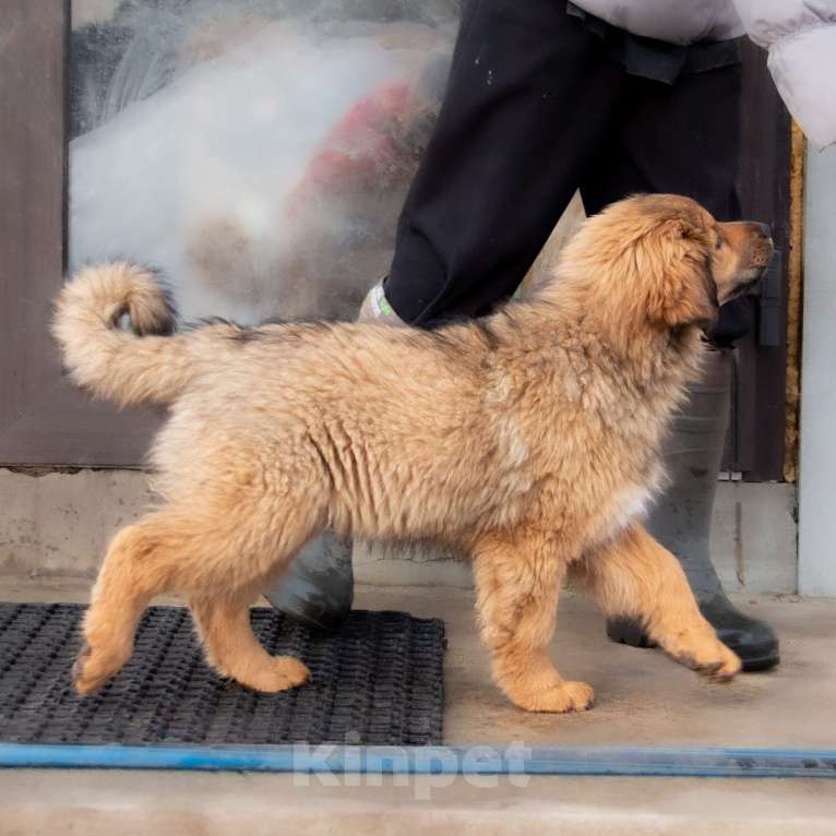 Собаки в Москве: Байра Девочка, Бесплатно - фото 5