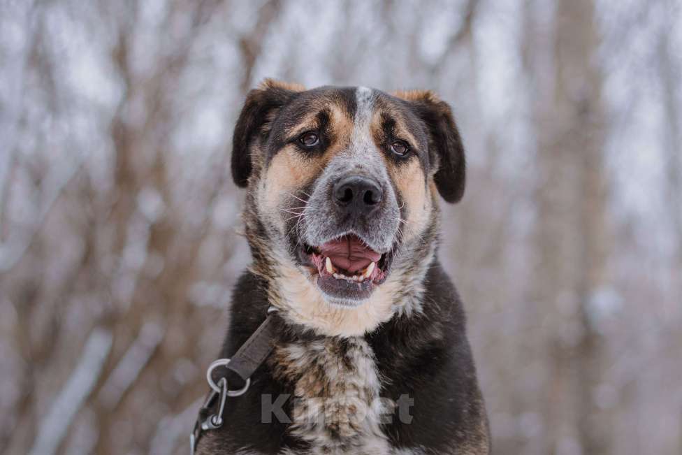 Собаки в Москве: Дюк Мальчик, Бесплатно - фото 5