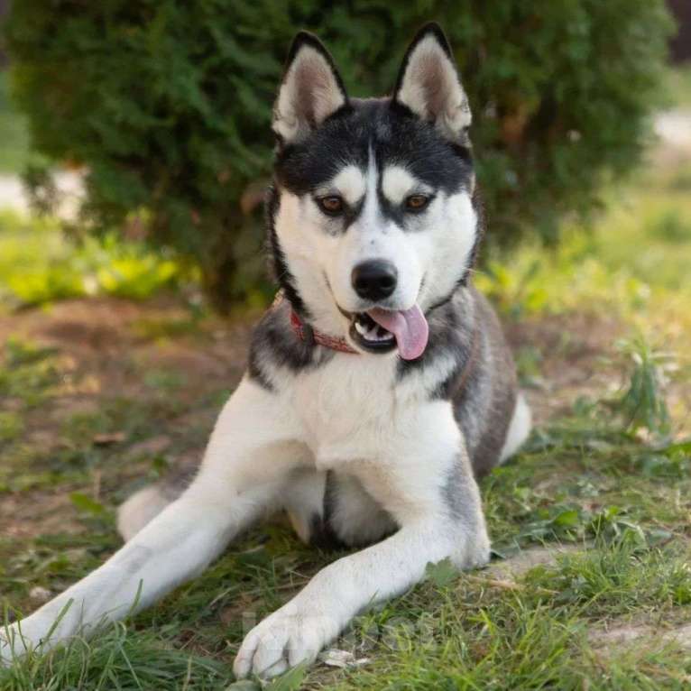 Собаки в Москве: Молоденькая хаски Аляска срочно нуждается в доме! Девочка, Бесплатно - фото 5