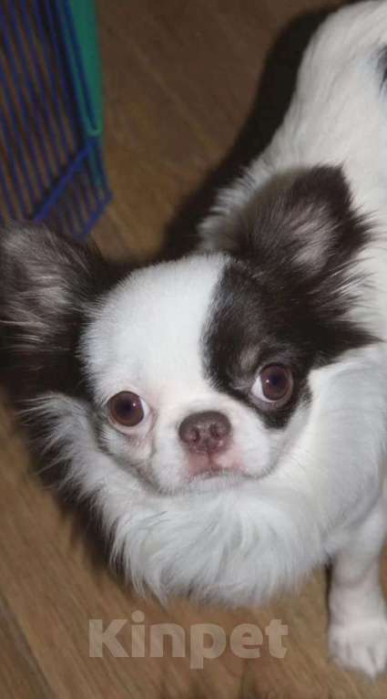 Собаки в Москве: Чихуахуа 1 год Мальчик, 15 000 руб. - фото 2