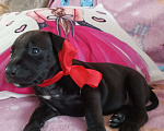 Собаки в Омске: Питбультерьер девочка Девочка, 15 000 руб. - фото 4