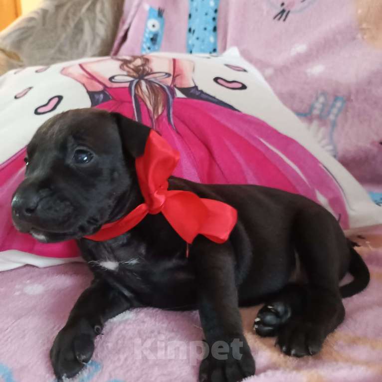 Собаки в Омске: Питбультерьер девочка Девочка, 15 000 руб. - фото 4