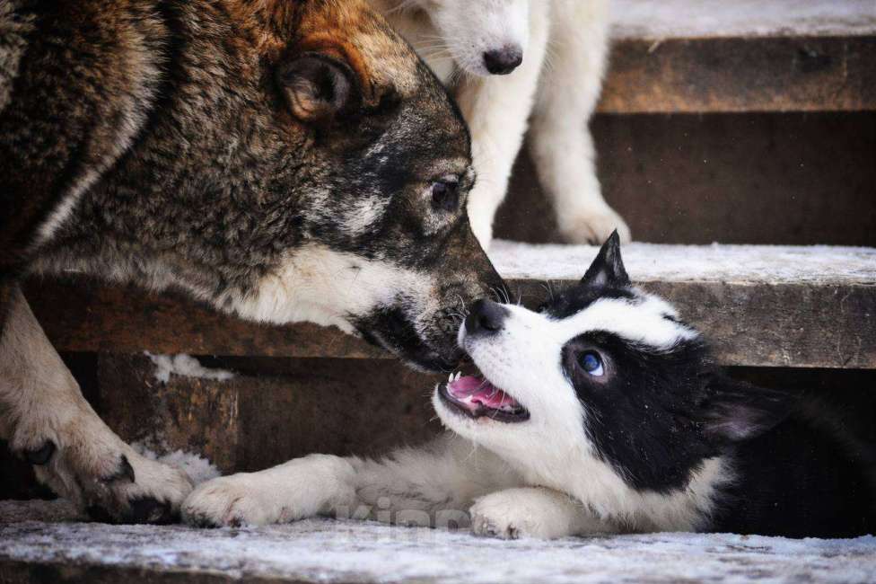 Собаки в Лосином-Петровском: Роберта якутенок ппбж Девочка, Бесплатно - фото 3