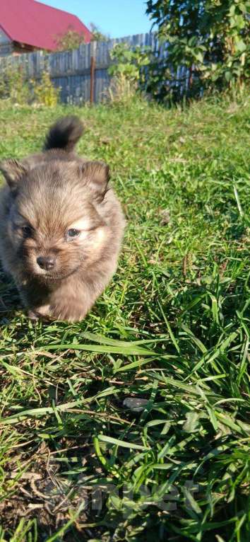 Собаки в Перми: Немецкий шпиц мини Девочка, 20 000 руб. - фото 2