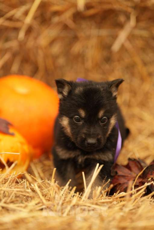 Собаки в других городах Московской области: Лучший Восточник в РФ Мальчик, 65 000 руб. - фото 2