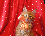 Кошки в Омске: Котята породы мейн-кун Девочка, 5 000 руб. - фото 3