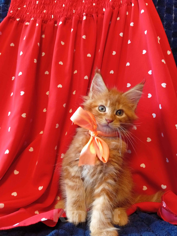 Кошки в Омске: Котята породы мейн-кун Девочка, 5 000 руб. - фото 3