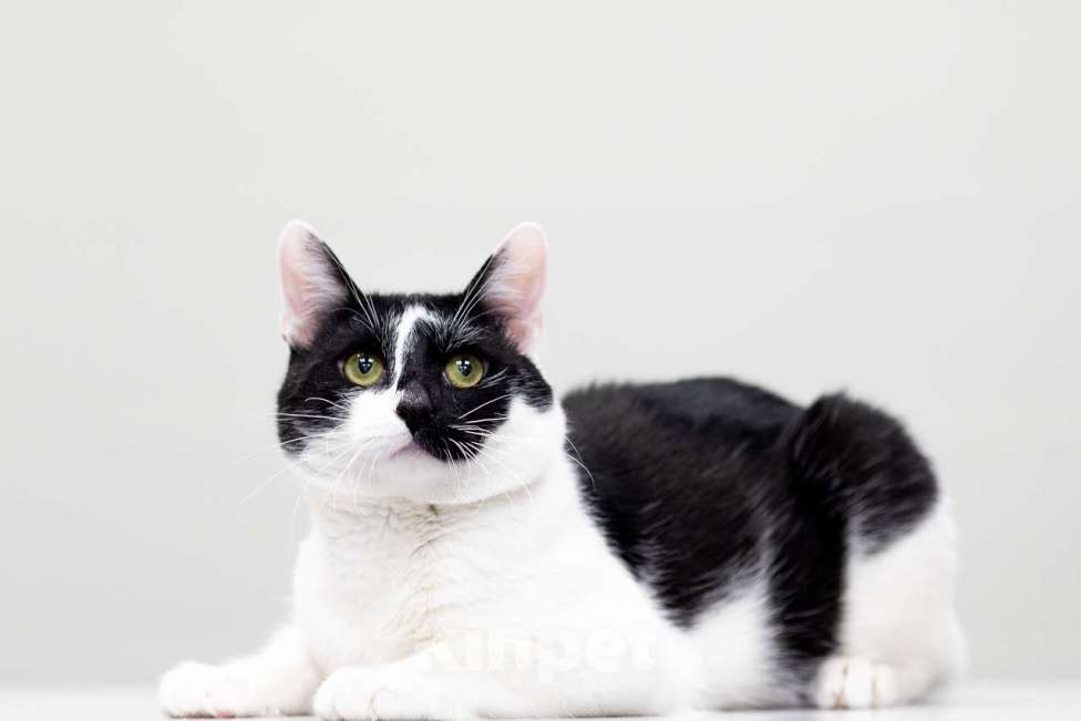 Кошки в Москве: котик Мурзик в добрые руки Мальчик, Бесплатно - фото 4