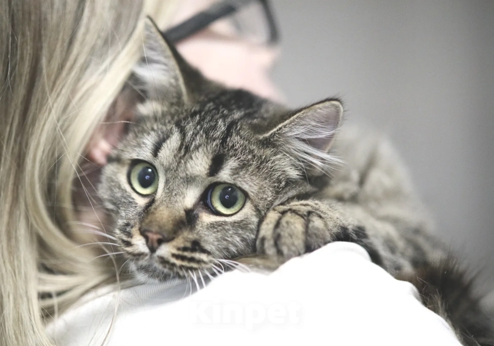 Кошки в Москве: Ласковый Чубакка ищет дом Мальчик, Бесплатно - фото 3