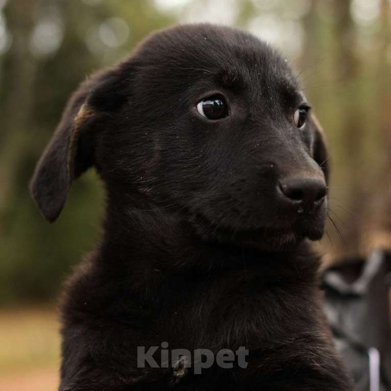 Собаки в Москве: Черный щенок девочка в добрые руки 🆘️ Малышка живет в вольере Девочка, Бесплатно - фото 3
