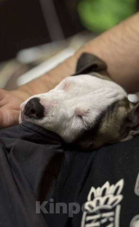 Собаки в Москве: Щенок 4 мес в добрые руки Мальчик, Бесплатно - фото 2