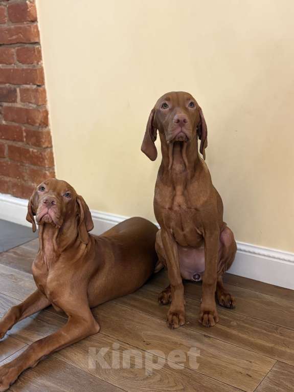 Собаки в Москве: Хью  Мальчик, Бесплатно - фото 4