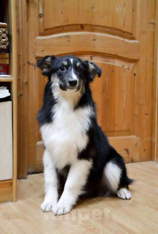 Собаки в Москве: Австралийская Овчарка Аусси щенок  Мальчик, 25 000 руб. - фото 1