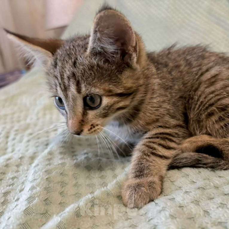 Кошки в Москве: Двухмесячный котенок Марсик Мальчик, Бесплатно - фото 3