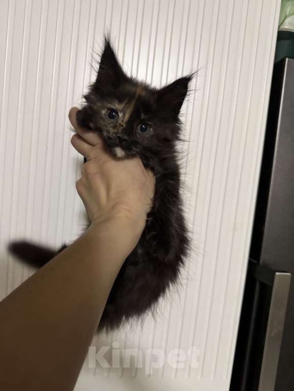 Кошки в других городах Ленинградской области: Продажа котят мейн куна Девочка, 25 000 руб. - фото 2