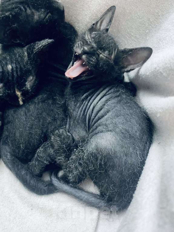 Кошки в Сочи: Котята Сфинкс Браш Мальчик, 10 000 руб. - фото 3